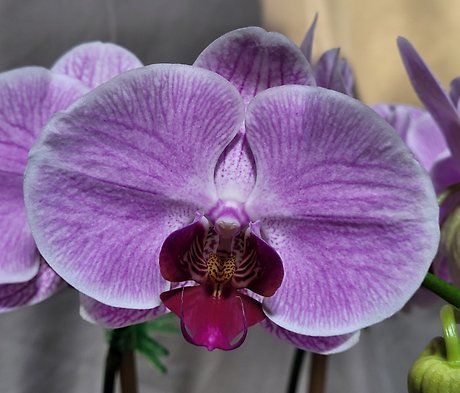 Pale Purple Orchid- dark lip
