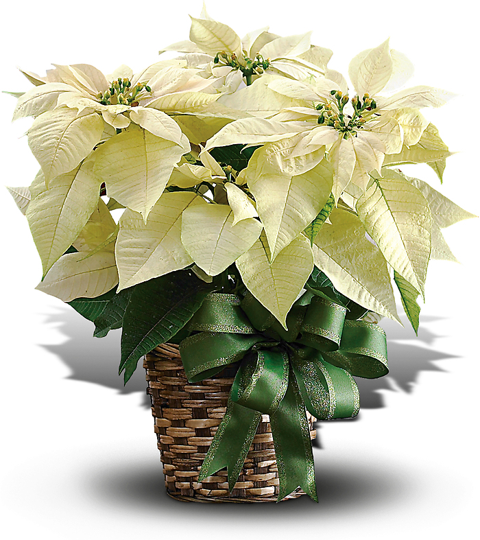 Medium Poinsettia