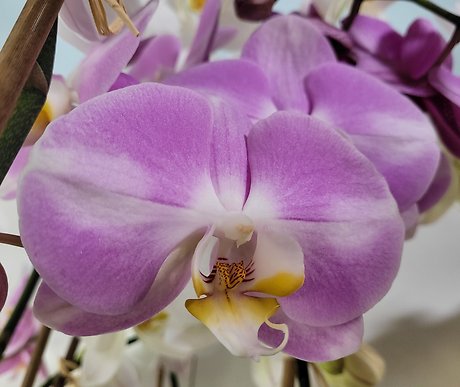 Pale Purple Orchid- yellow lip