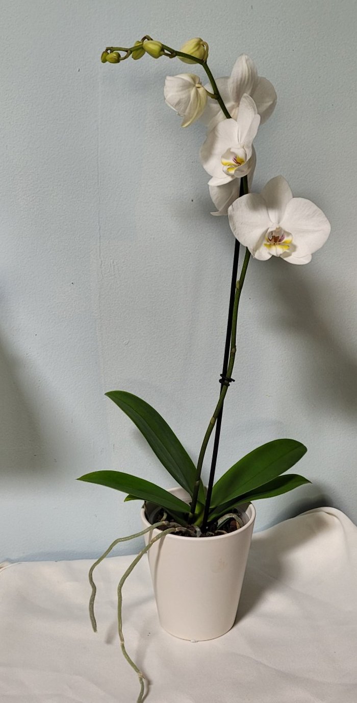 Single Stem Orchid- White