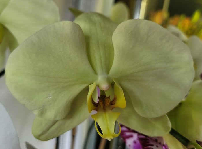Yellow Orchid