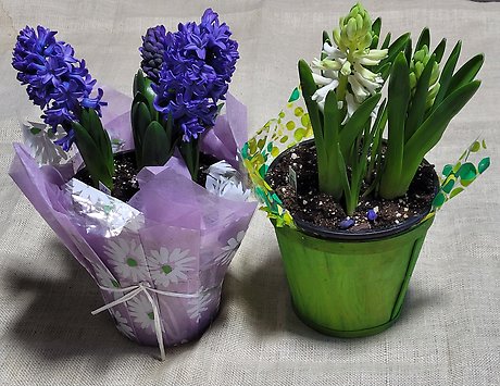 Hyacinth Plant