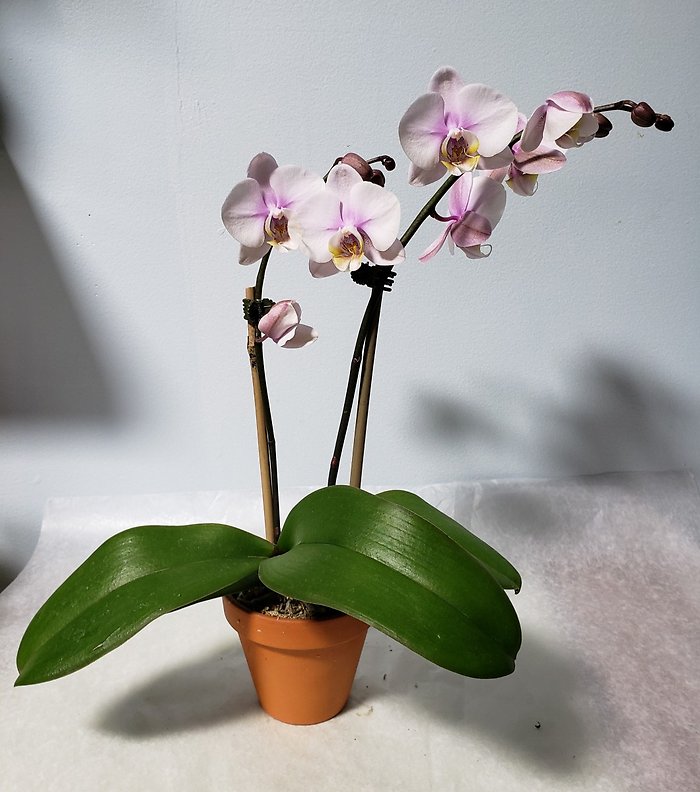 Small Light Purple Orchid