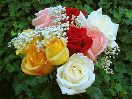 Bouquet of One Dozen Roses