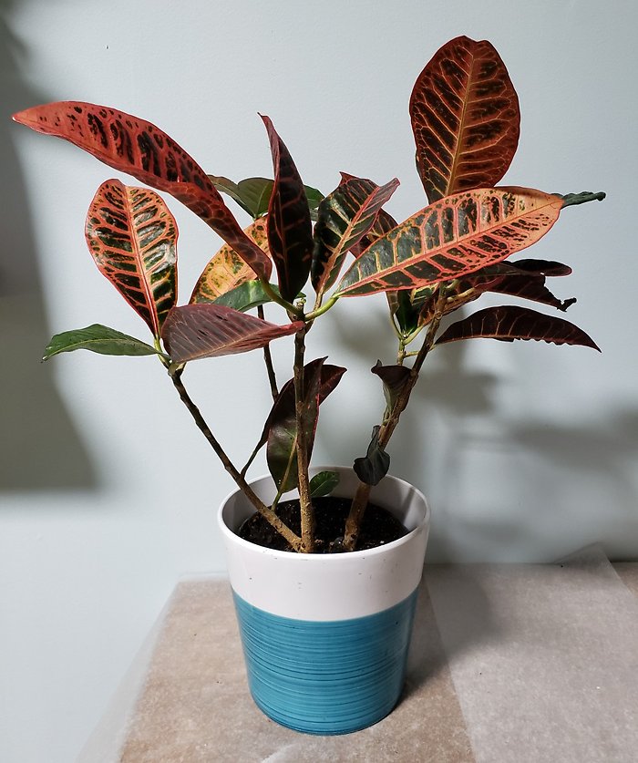 Croton Petra