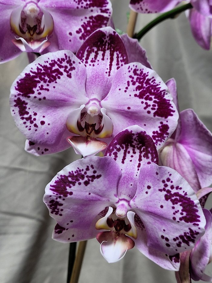 Purple Tie Dye Orchid