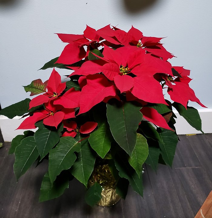 Poinsettia- plain pot with gold wrapping