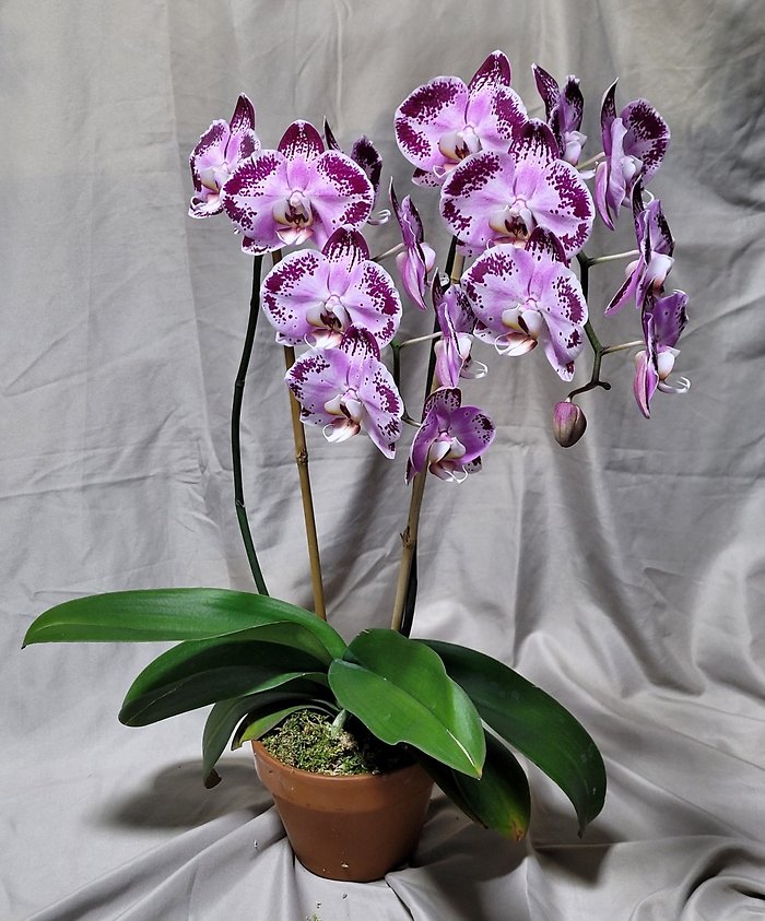 Purple Tie Dye Orchid