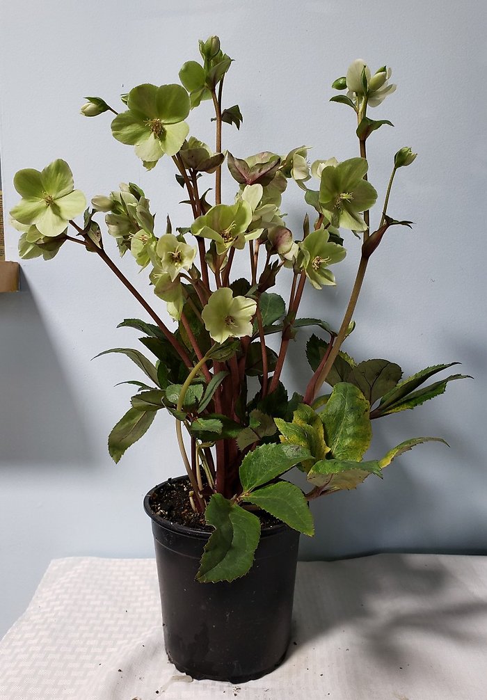 Hellebore