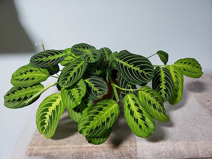 Prayer Plant