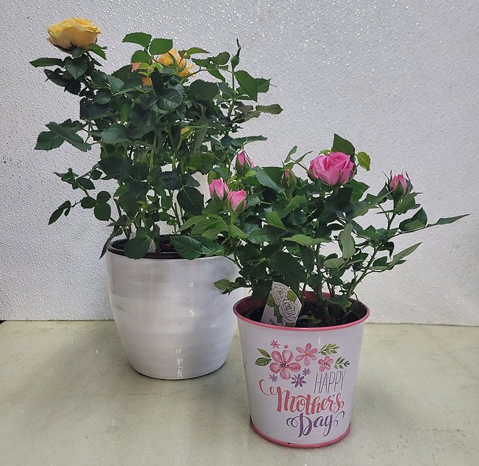 Mini Rose Plant