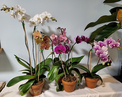 Medium Orchids