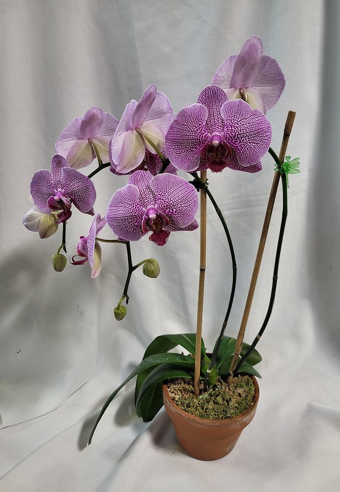 Gorgeous Large Orchid