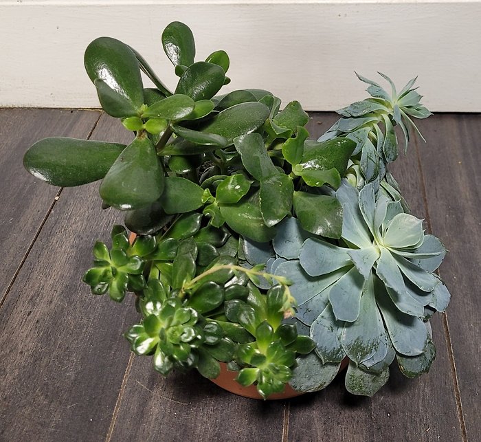 Succulent Garden- Medium