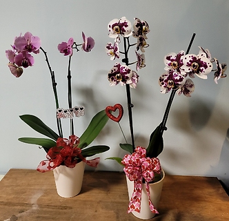 Medium Orchid