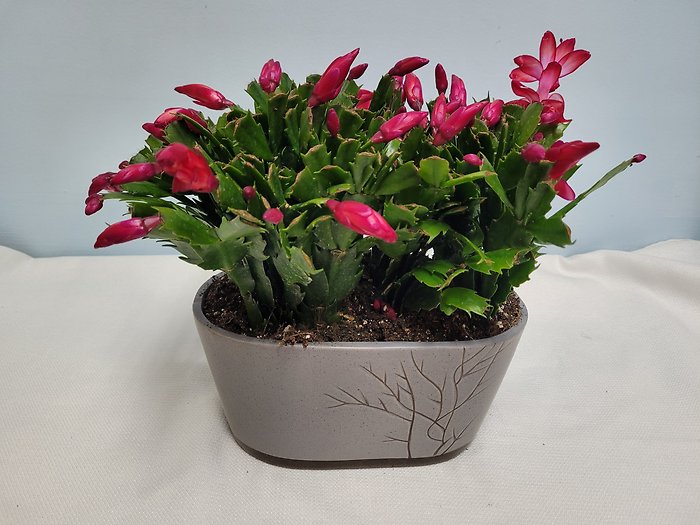 holiday cactus
