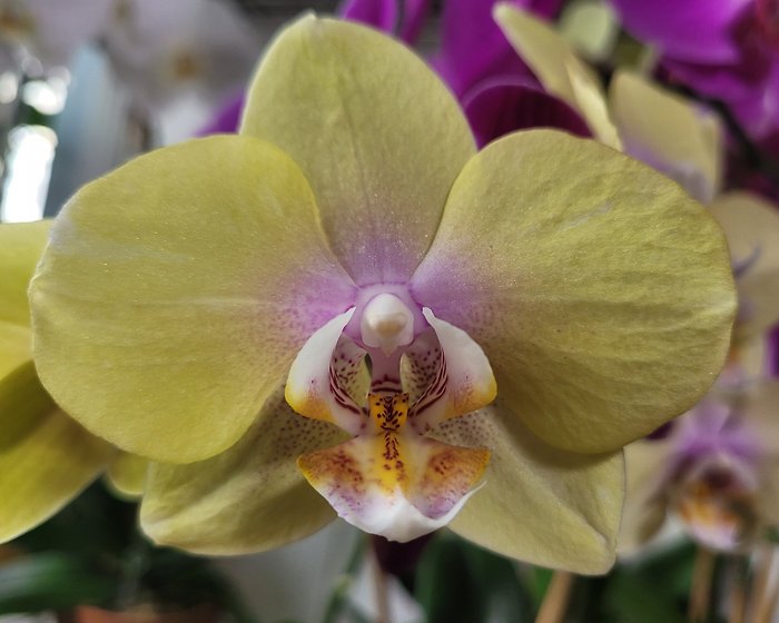 Yellow Orchid