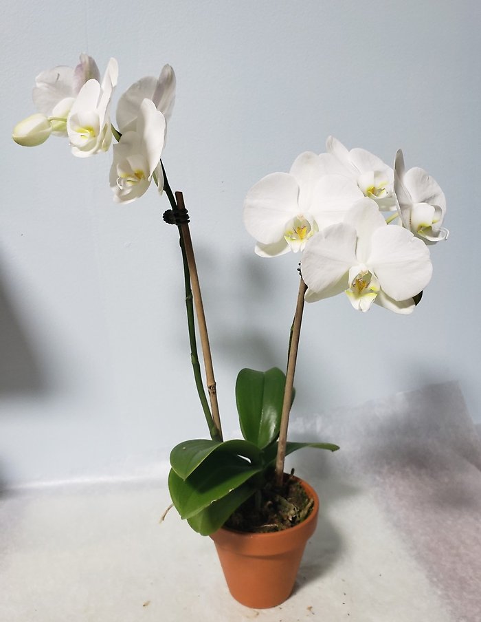 Small White Orchid