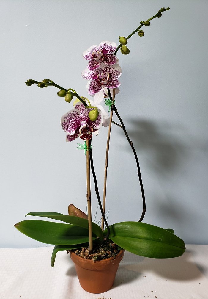 White Speckled Orchid