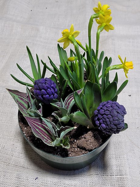 Spring Plants