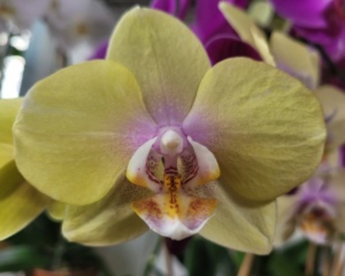 Gorgeous Large Orchid