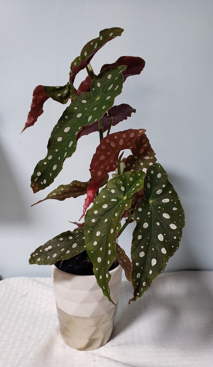 Begonia Maculata