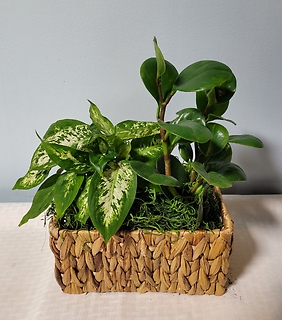 Small Plant Basket