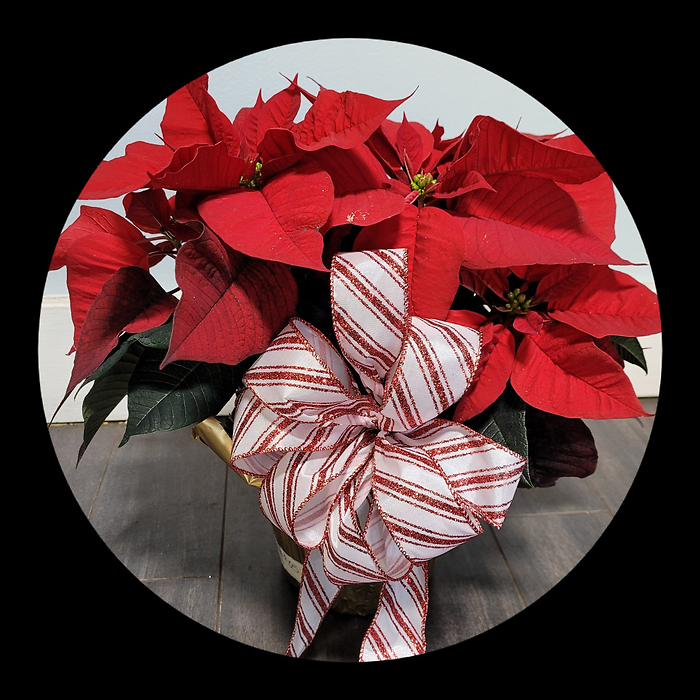 Medium Red Poinsettia