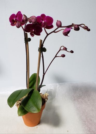 Small Dark Purple Orchid
