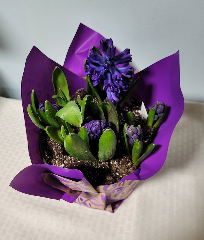 Hyacinth Plant