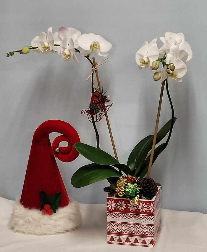 Christmas Orchid