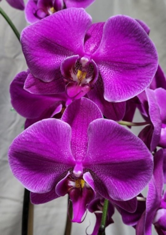 Gorgeous Large Orchid