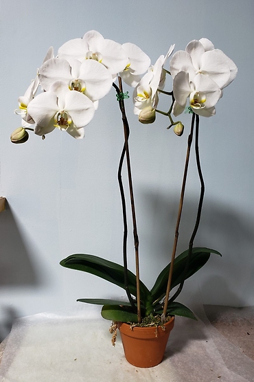 Elegant White Orchid