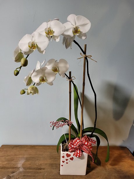 Orchid