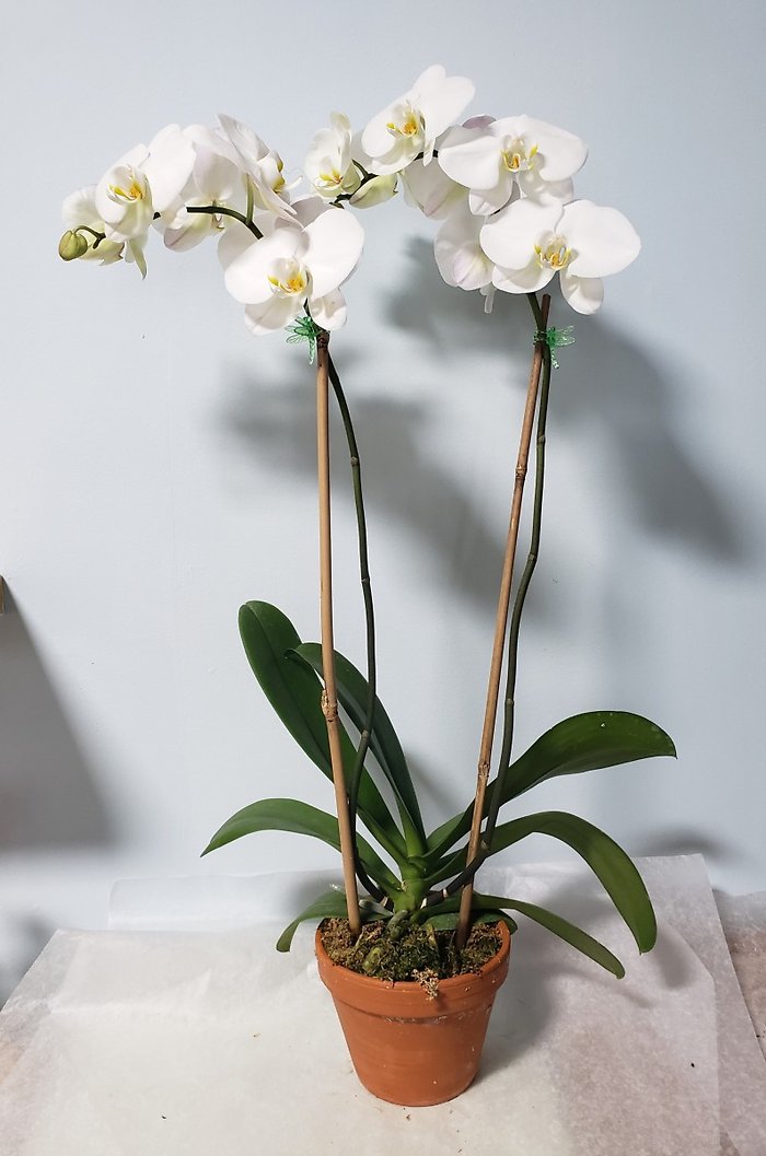 Classically Elegant White Orchid