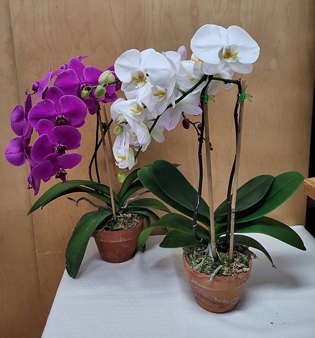 Elegant Orchids