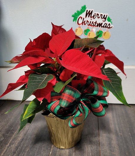 Small Poinsettia