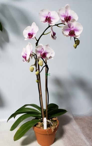 Graceful Beauty- Large Light Purple Orchid