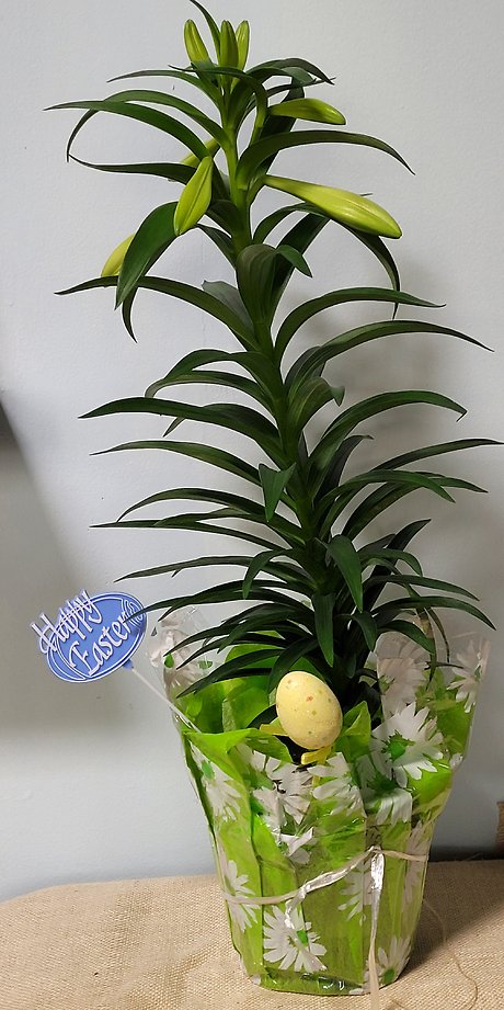 Easter Lily