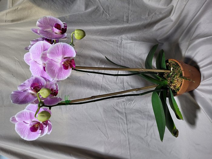 Pale Purple Orchid- dark lip