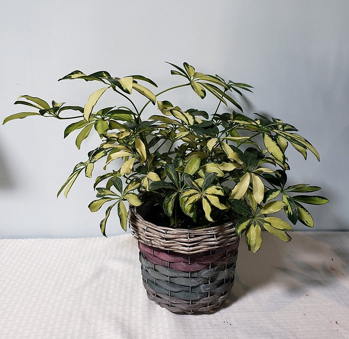 Arboricola Trinette