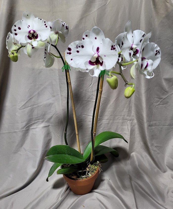 Polka Dot Orchid