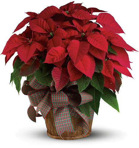 Large Poinsettia