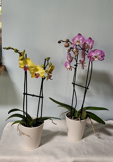 Double Stem Orchids