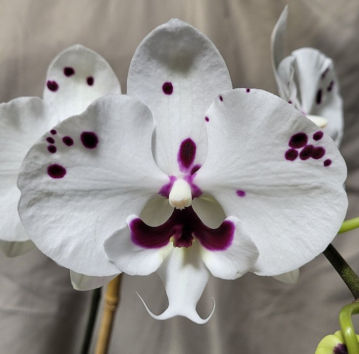 Polka Dot Orchid