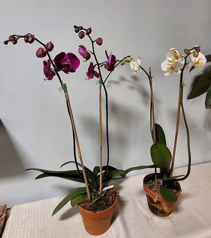 Large Orchids
