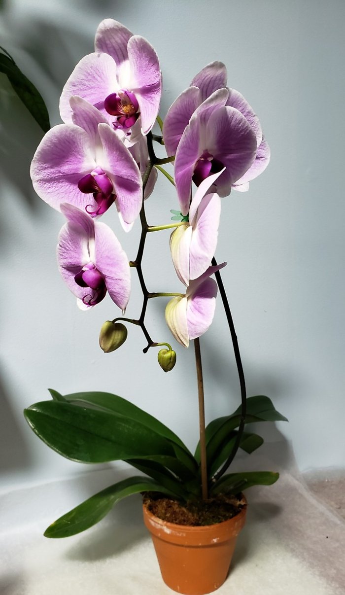 Blushing Beauty- Large Light Purple Orchid