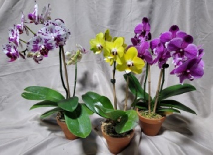 Gorgeous Large Orchid